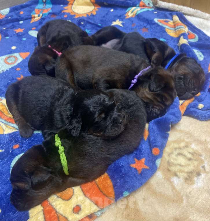 Собаки в Екатеринбурге: Щенки тибетского мастифа ждут любящих родителей  Девочка, Бесплатно - фото 3