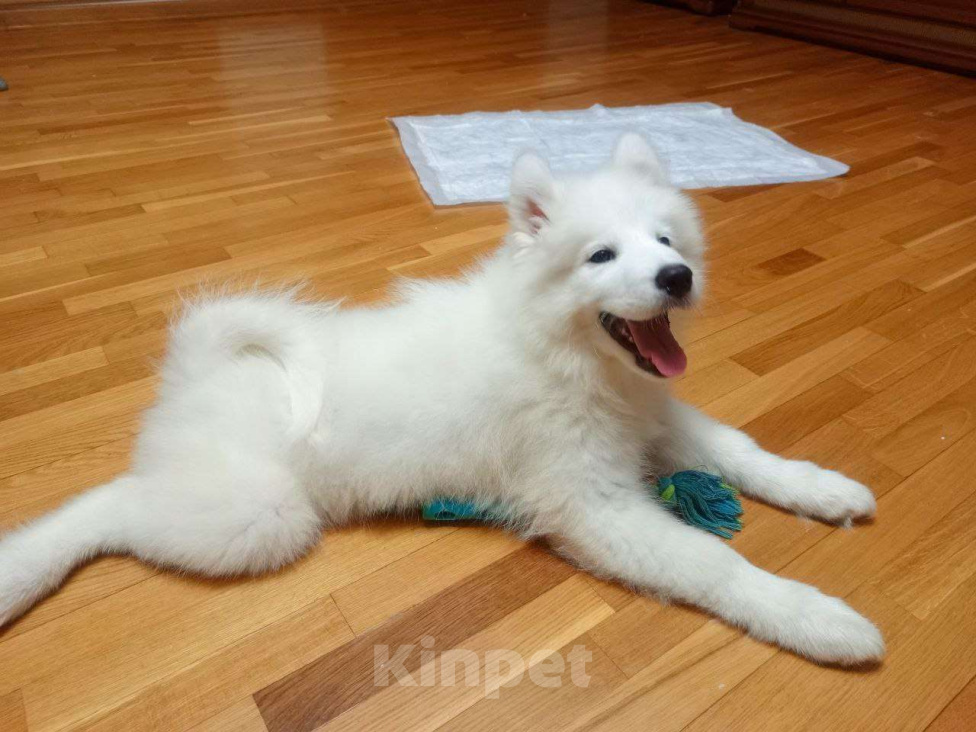 Собаки в Нижнем Новгороде: Продается волшебная сука самоеда Девочка, 25 000 руб. - фото 3