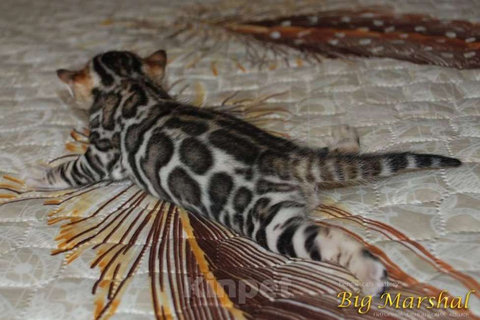 Кошки в Москве: Бенгальский котик  Мальчик, 65 000 руб. - фото 6