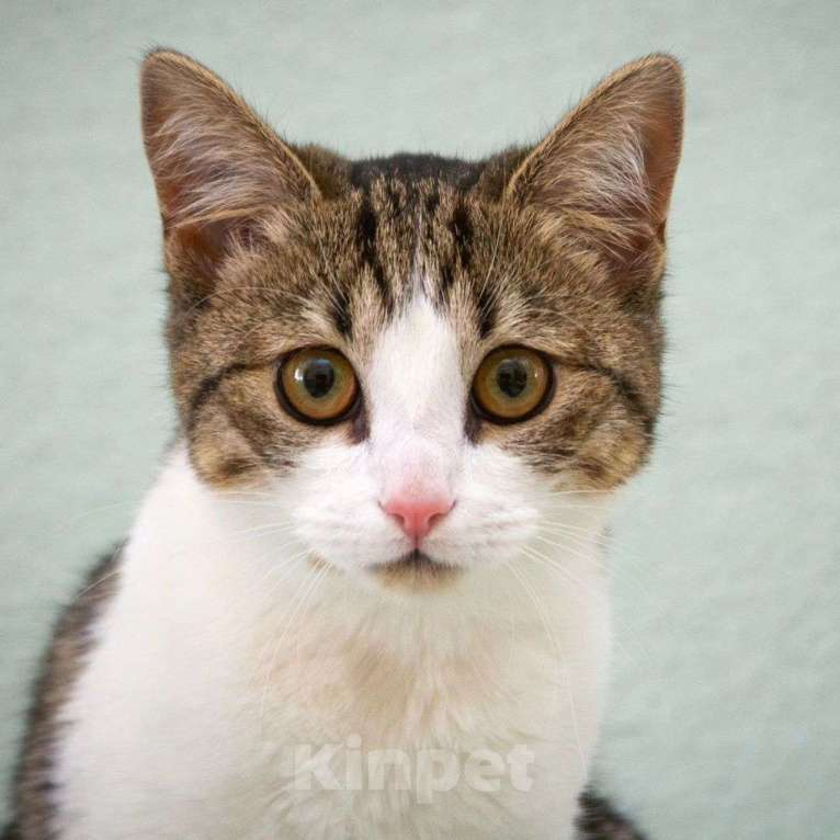 Кошки в Москве: Котенка Еву выкинули хозяева Девочка, Бесплатно - фото 4