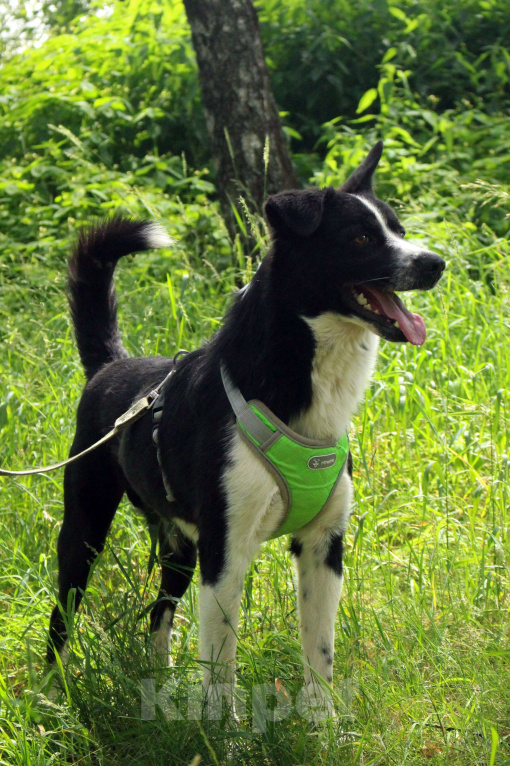 Собаки в Москве: Звездный мальчик Мальчик, Бесплатно - фото 4