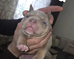 Собаки в Ставрополе: Щенки Американского Булли Мальчик, 80 000 руб. - фото 1