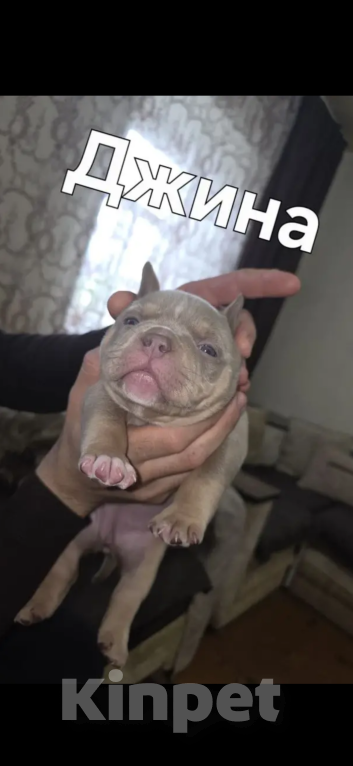 Собаки в Ставрополе: Щенки Американского Булли Мальчик, 80 000 руб. - фото 1