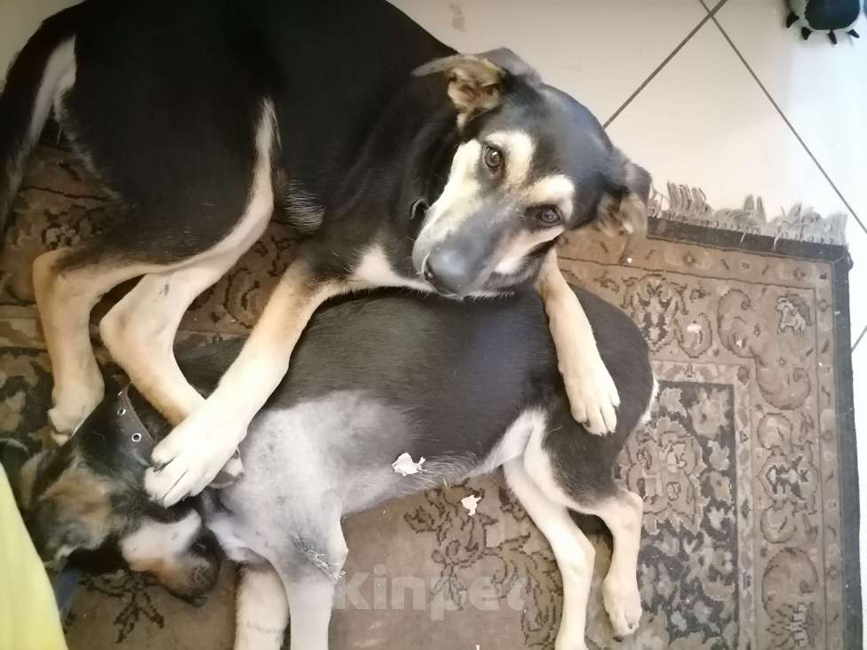 Собаки в Рязани: Пропала собака Девочка, Бесплатно - фото 4