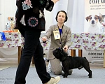 Собаки в Перми: В ответственные руки Мальчик, 150 000 руб. - фото 2