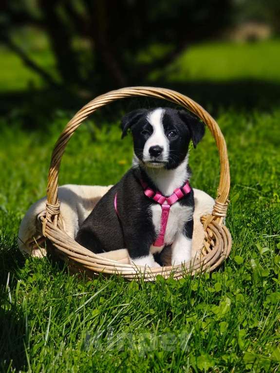 Собаки в Красногорске: Необыкновенный щенок Дора 1,5 месяца ждет родителей на передержке   Девочка, Бесплатно - фото 3