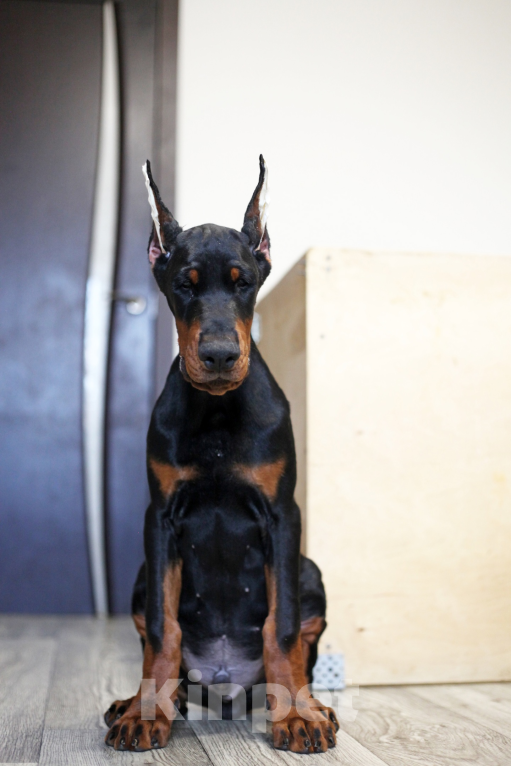 Собаки в Москве: Щенок добермана. Мальчик. Питомник ркф Мальчик, 120 000 руб. - фото 5