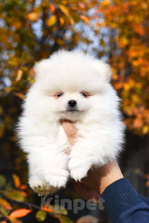 Собаки в Челябинске: Эксклюзивные шпицеДетки, 40 000 руб. - фото 3