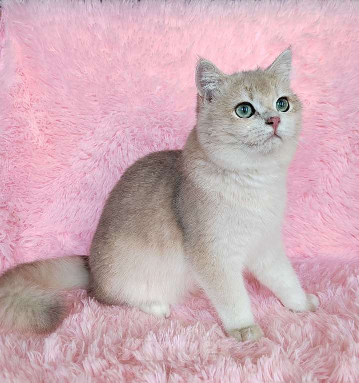 Кошки в Москве: Котик  Vital лиловое золото 7 месяцeв Мальчик, 60 000 руб. - фото 2