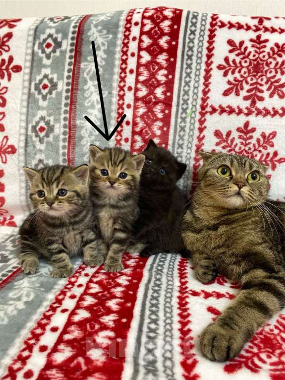 Кошки в Нижнем Новгороде: Шотландский котенок Мальчик, 8 000 руб. - фото 1