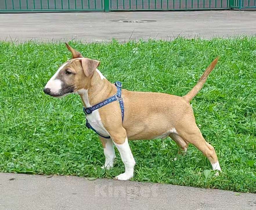 Собаки в Москве: Миниатюрный бультерьер, клевый пацан. Мальчик, 70 000 руб. - фото 4