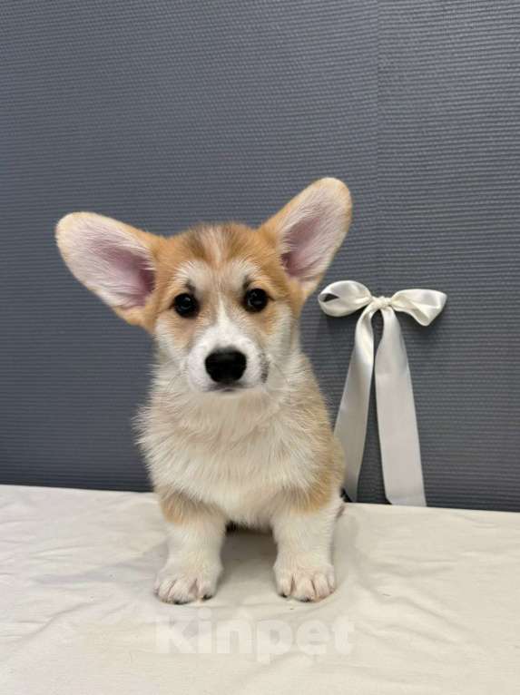Собаки в Кургане: Щенок вельш корги пемброк, кобель Мальчик, 50 000 руб. - фото 2