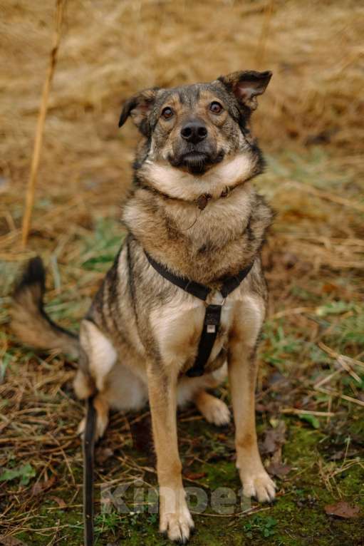 Собаки в Санкт-Петербурге: Уютная Кэрри из приюта Девочка, Бесплатно - фото 10