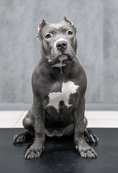 Американский булли