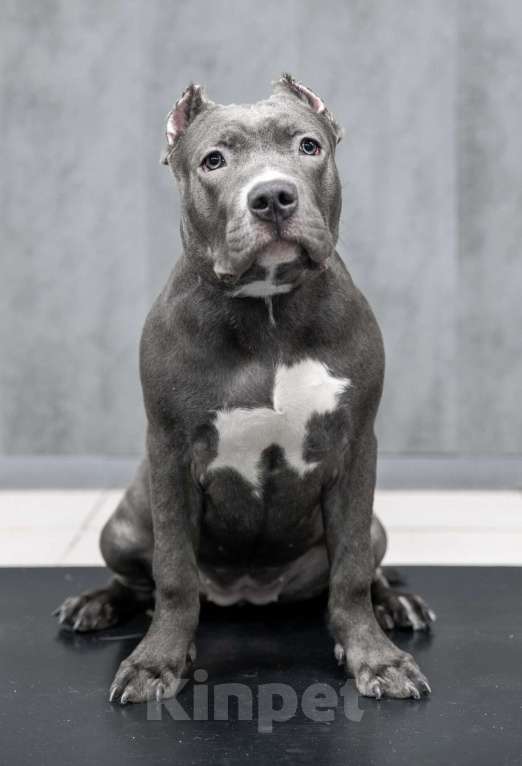 Собаки в Мурманске: Американский булли Девочка, 90 000 руб. - фото 1