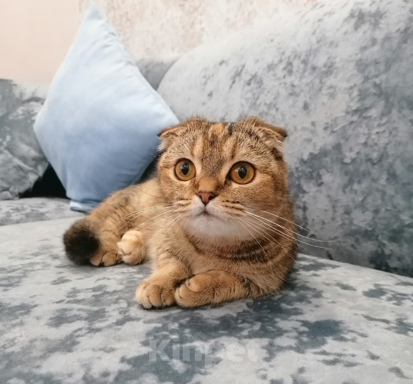 Кошки в Краснодаре: шикарная кошка скоттиш килт Девочка, 60 000 руб. - фото 1