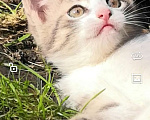 Кошки в Видном: Котёнок - девочка Девочка, 1 руб. - фото 3