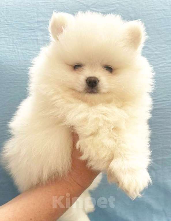 Собаки в Энгельс-19: Малыш ищет маму и папу Мальчик, 18 000 руб. - фото 2