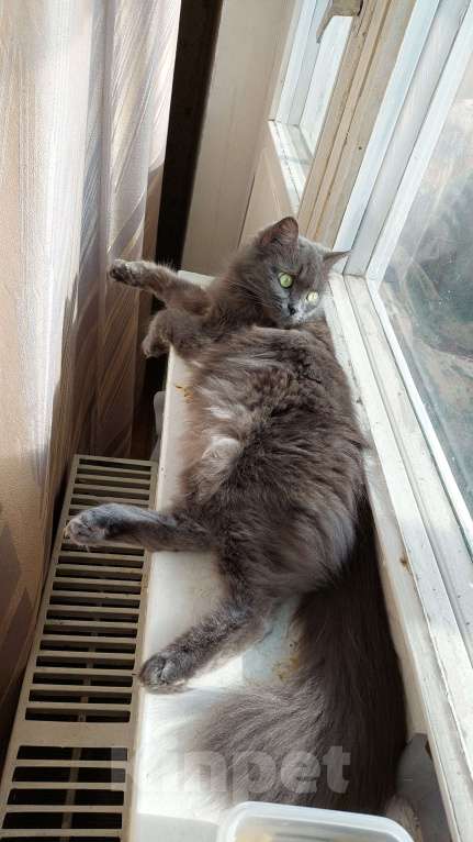 Кошки в Москве: отдам добрые руки бесплатно  Девочка, Бесплатно - фото 4