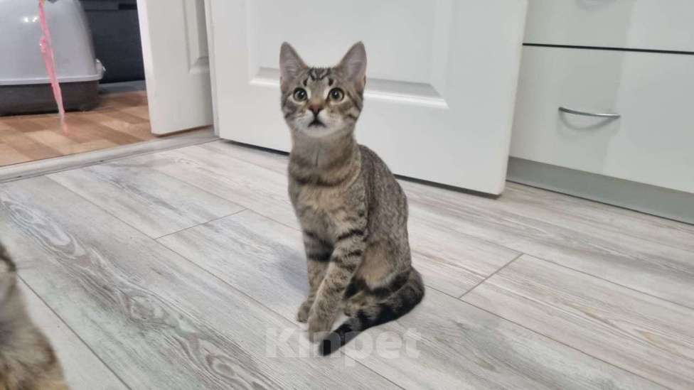 Кошки в Москве: Сина и Жан  Девочка, Бесплатно - фото 3