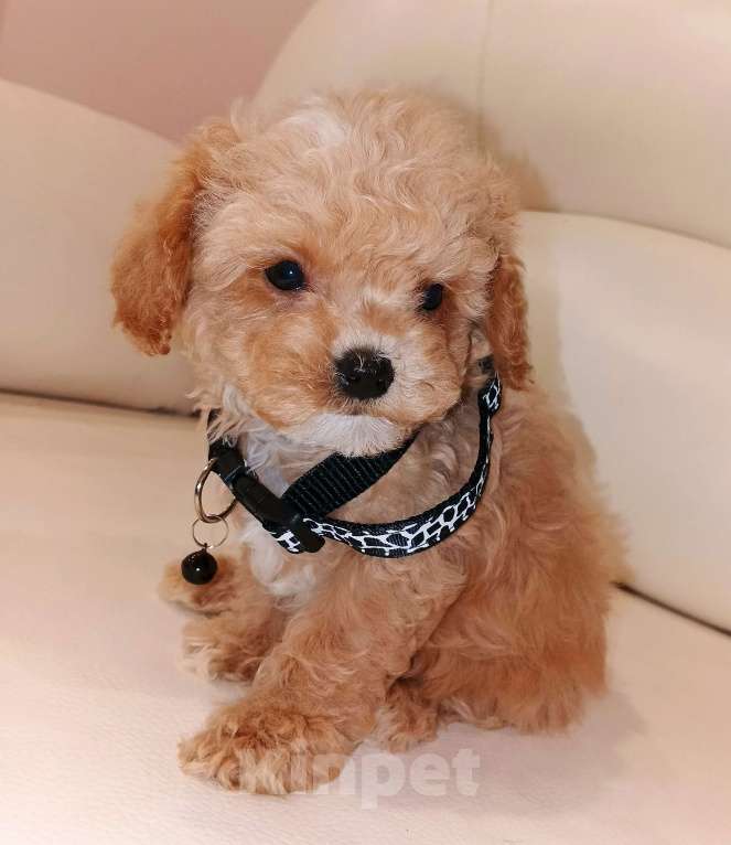 Собаки в Москве: Мальтмпу Ф1 с документами из питомника Мальчик, 80 000 руб. - фото 5