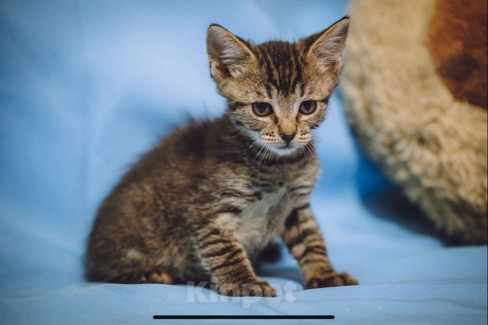 Кошки в Москве: Котенок мальчик в добрые руки Мальчик, 10 руб. - фото 3