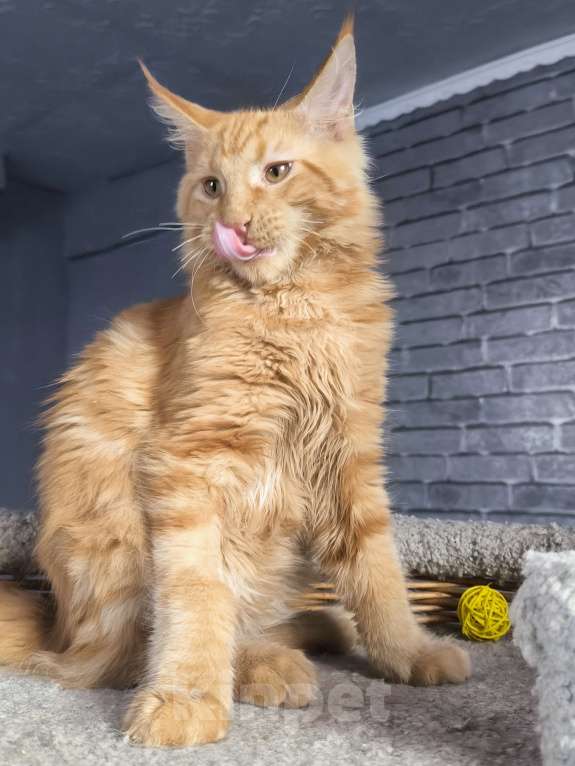 Кошки в Кемерово: Кот Jam Мальчик, 45 000 руб. - фото 6