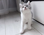 Кошки в Курске: Котенок в добрые руки  Девочка, Бесплатно - фото 1