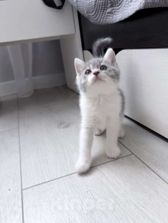 Кошки в Курске: Котенок в добрые руки  Девочка, Бесплатно - фото 1