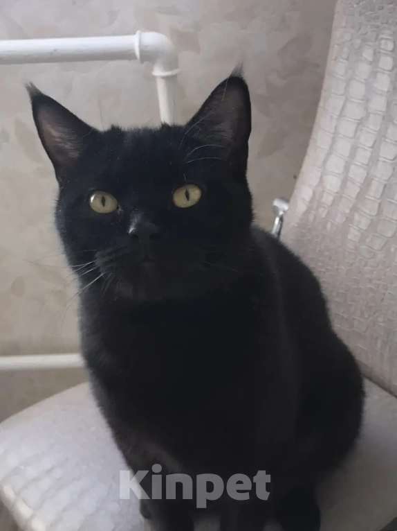 Кошки в Дмитрове: Отдам в добрые руки Девочка, Бесплатно - фото 6