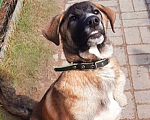 Собаки в Рязани: Мишка - воспитанный щенок-подросток Мальчик, Бесплатно - фото 2
