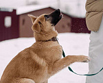 Собаки в Москве: Щенок в добрые руки Девочка, 10 руб. - фото 3