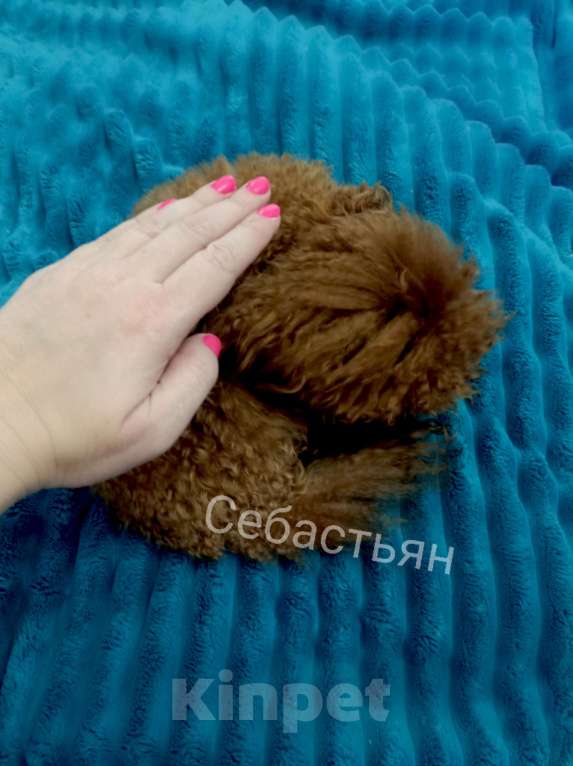 Собаки в Сочи: вязка той-пудель тикап Мальчик, 20 000 руб. - фото 3