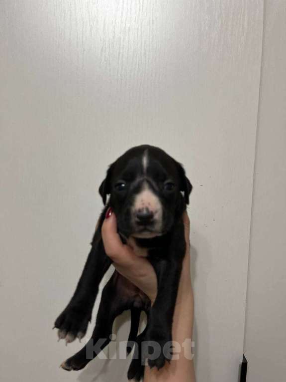 Собаки в Москве: Американские питбультерьеры Мальчик, 20 000 руб. - фото 9