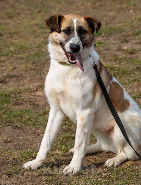 Собаки в Москве: Шейла, улыбчивая собака из приюта Девочка, Бесплатно - фото 3