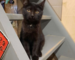 Кошки в Лобне: Чёрный котик с белым пятнышком Мальчик, Бесплатно - фото 1