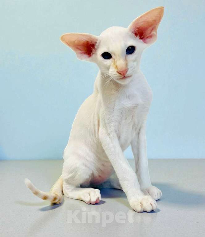 Кошки в Перми: ориентальный котенок Мальчик, 70 000 руб. - фото 1