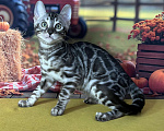 Кошки в Москве: Бенгальские котята серебро с родословной  Мальчик, Бесплатно - фото 2