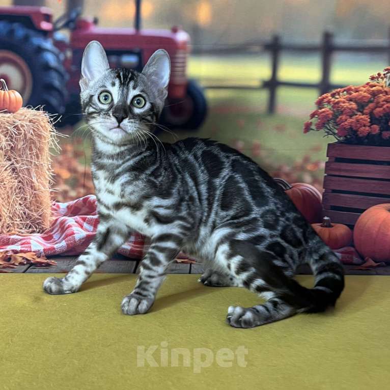 Кошки в Москве: Бенгальские котята серебро с родословной  Мальчик, Бесплатно - фото 2