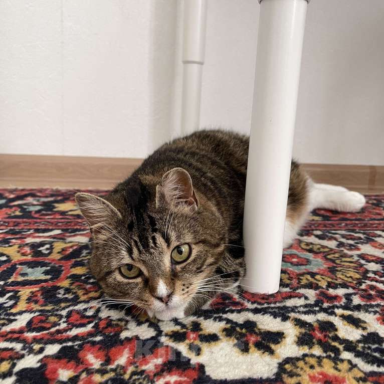 Кошки в Кудрово: Уютная Ариша - это самая комфортная кошечка для семьи Девочка, Бесплатно - фото 6