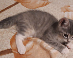 Кошки в Барнауле: Милая маленькая кошечка Девочка, Бесплатно - фото 3