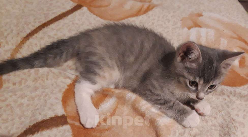 Кошки в Барнауле: Милая маленькая кошечка Девочка, Бесплатно - фото 3