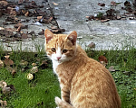 Кошки в Звенигороде: Котята ищут дом Мальчик, Бесплатно - фото 2