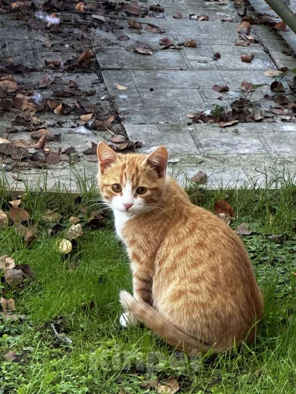 Кошки в Звенигороде: Котята ищут дом Мальчик, Бесплатно - фото 2