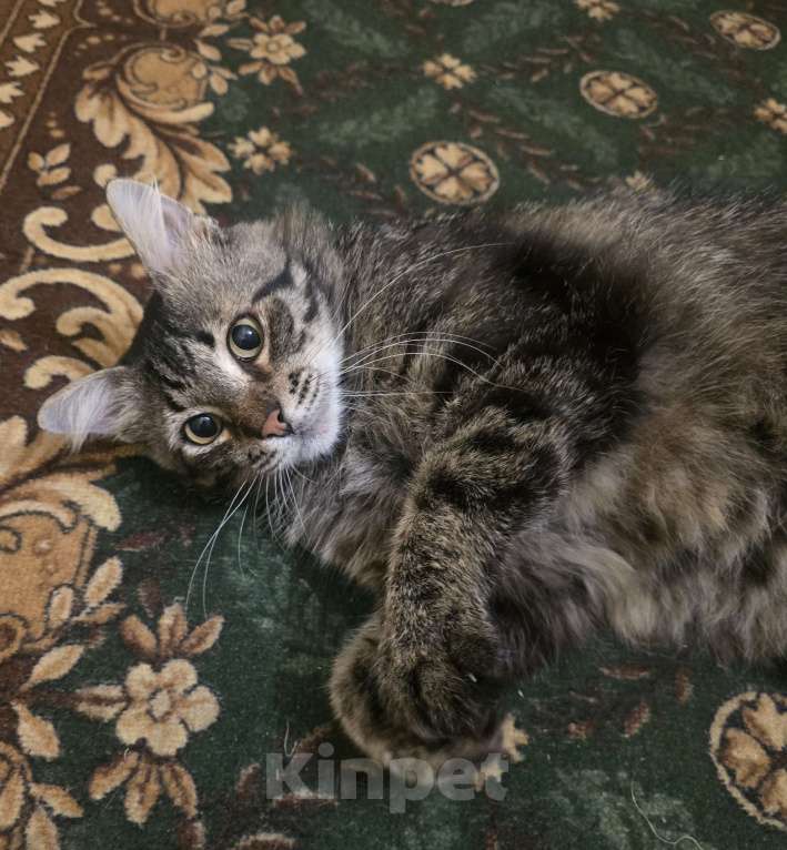 Кошки в Санкт-Петербурге: Яша ( лесной кот) Мальчик, Бесплатно - фото 5
