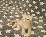 Кошки в Волжском: Котик Пушок Мальчик, Бесплатно - фото 3