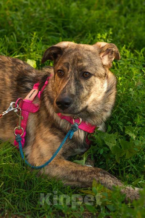 Собаки в Санкт-Петербурге: Нежная тигровая Николь из приюта в добрые руки Девочка, Бесплатно - фото 8