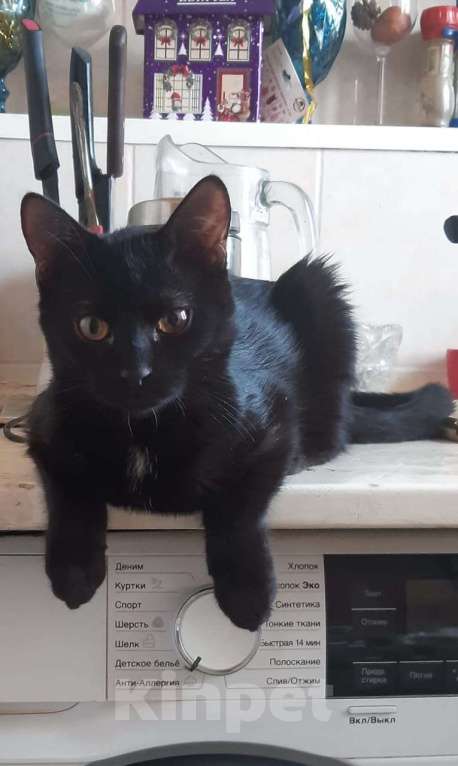 Кошки в Москве: В добрые руки Мальчик, Бесплатно - фото 2