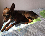 Собаки в Йошкаре-Оле: Вязка той- терьер, 1 руб. - фото 2