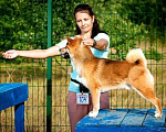 Собаки в Москве: Кобель сиба-ину, шиба-ину, shiba inu открыт для вязок Мальчик, 1 руб. - фото 5